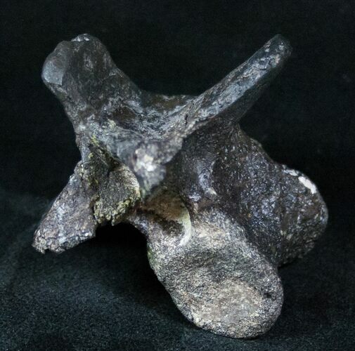 Rare Tall Othnielia Dorsal Vertebra - Skull Creek Quarry #13322